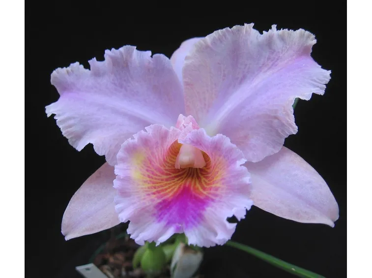 Fiore orchidea cattleya