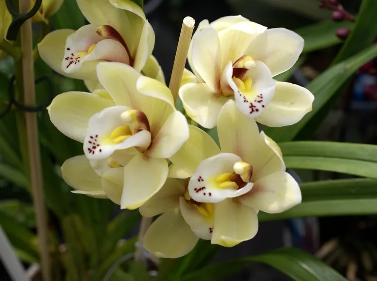 Orchidee cattleya