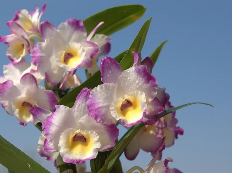 Fiore orchidea