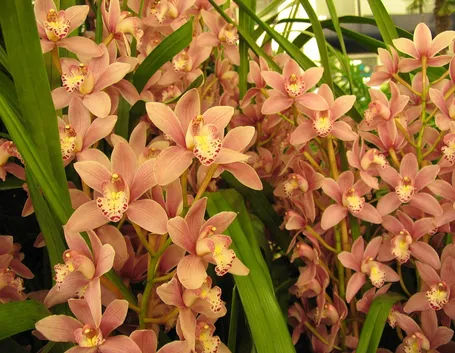 Le Orchidee Cymbidium