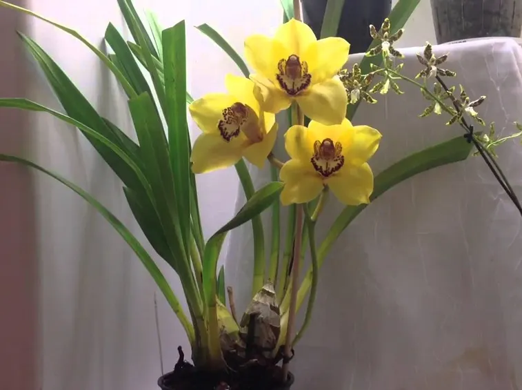 Le Orchidee Cymbidium nel vaso