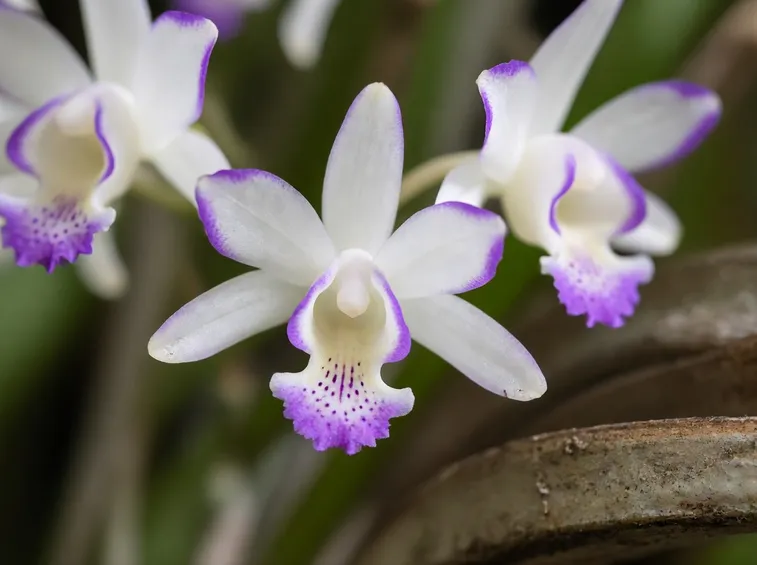 Piante orchidee dendrobium