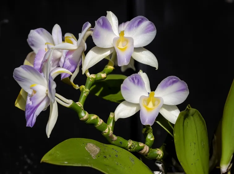 Esempio di orchidea Dendrobium