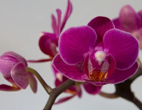 Orchidea Phalaenopsis