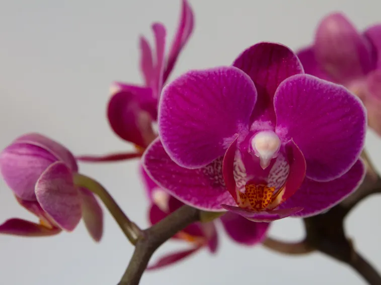 Orchidea Phalaenopsis