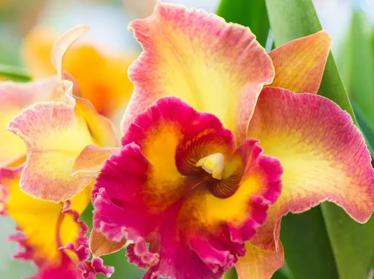 Orchidea Cattleya ibrida