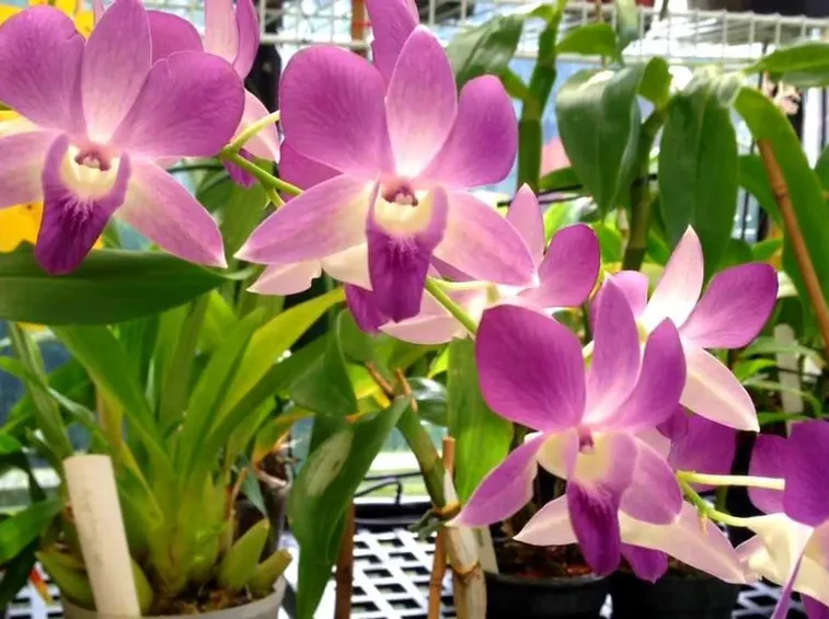 Orchidea Dendrobium