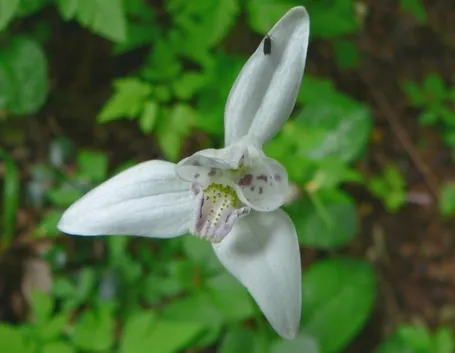 Fiore orchidea