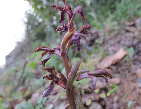 Orchidea italiana spontanea fiorita