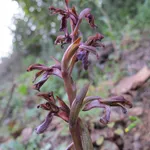 Orchidea italiana spontanea fiorita