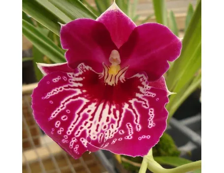 Grande orchidea