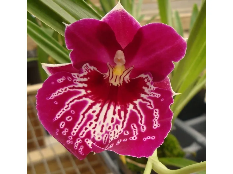 Grande orchidea