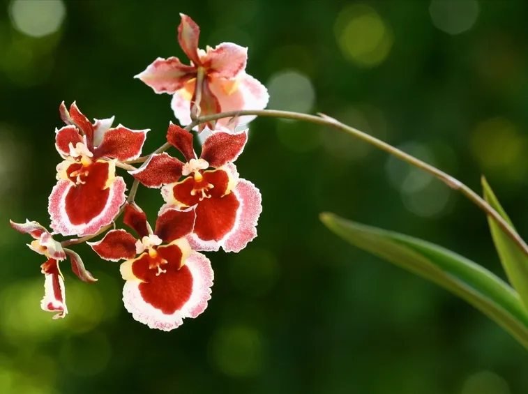 Fiori orchidee oncidium