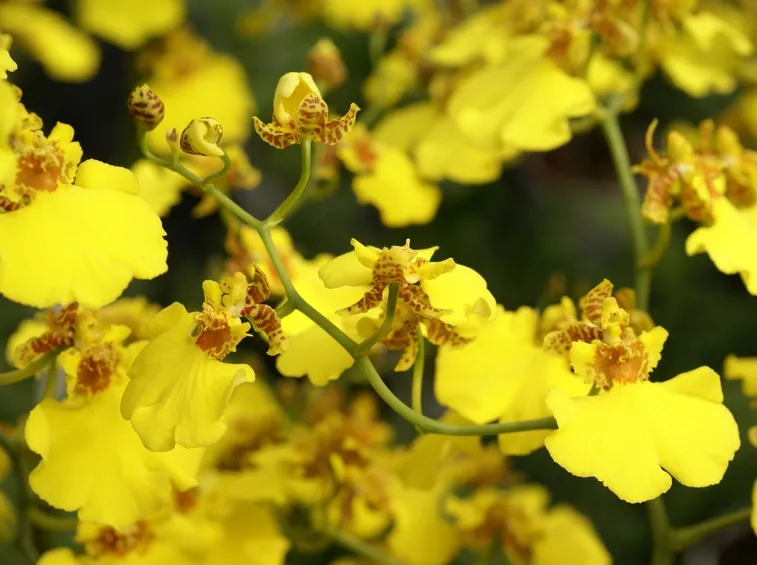 Fiore orchidea