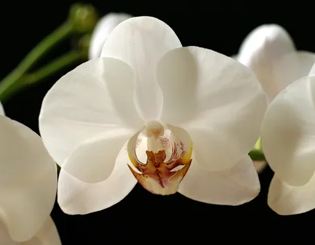 Fiori di Orchidea Phalaenopsis