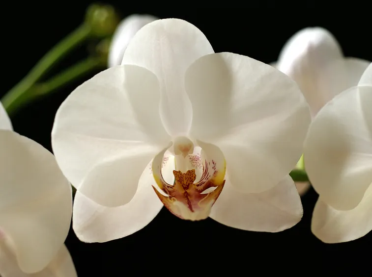Fiori di Orchidea Phalaenopsis