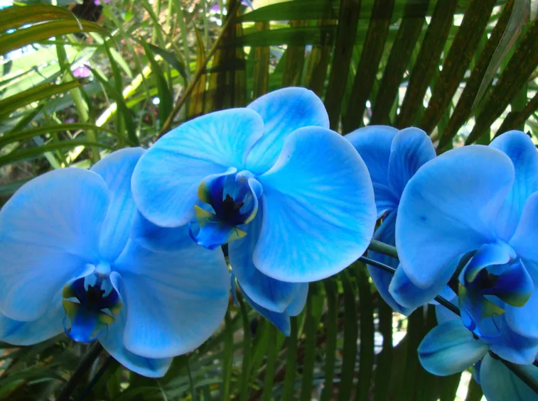 Orchidee Phalaenopsis blu
