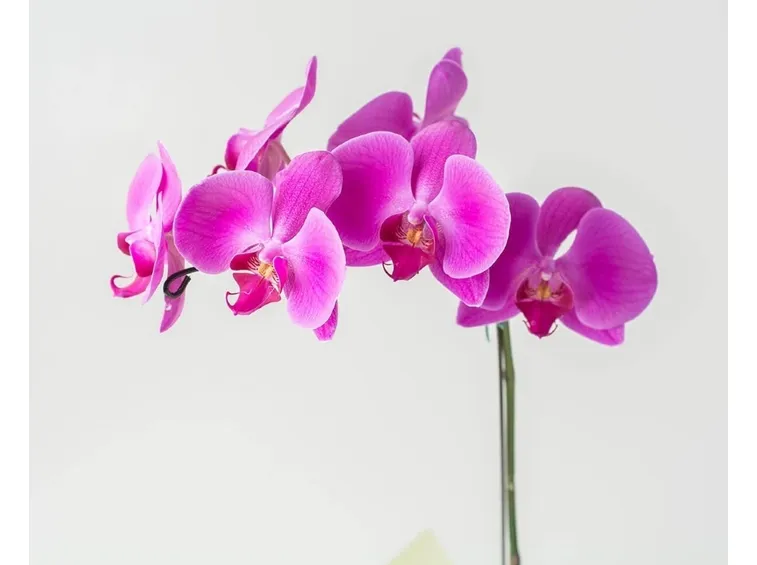 Orchidee Phalaenopsis rosa