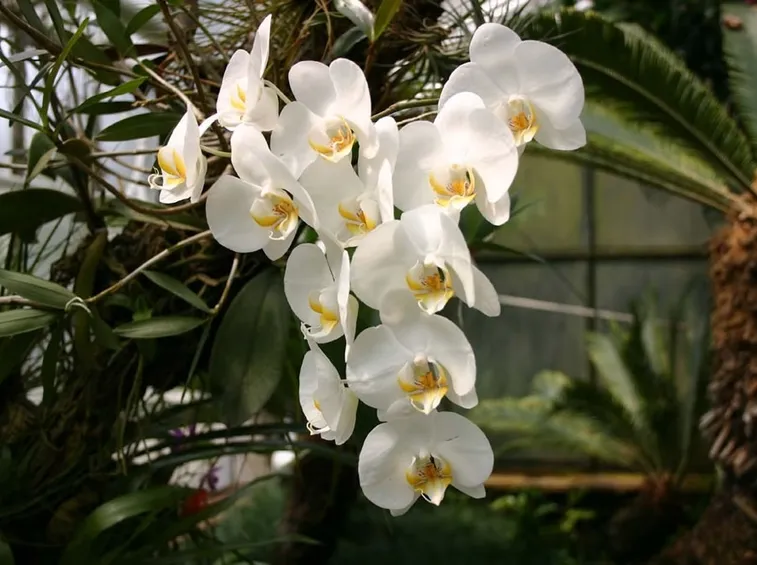 Phalaenopsis amabilis