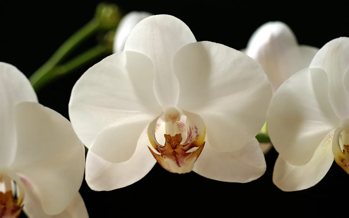 Fiori di Orchidea Phalaenopsis