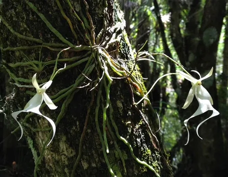 Esemplari di Orchidea fantasma