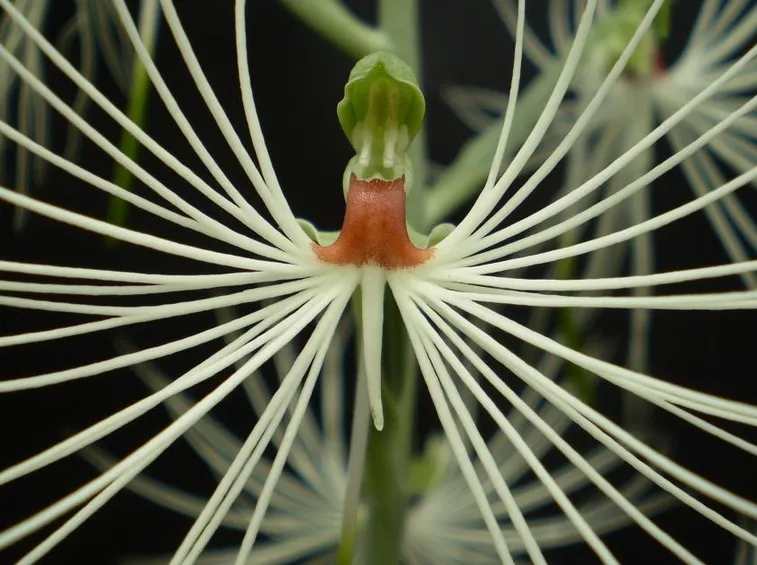 Esemplare di Habenaria medusa
