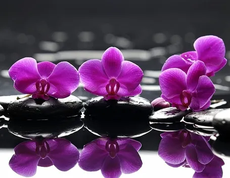Orchidee acqua