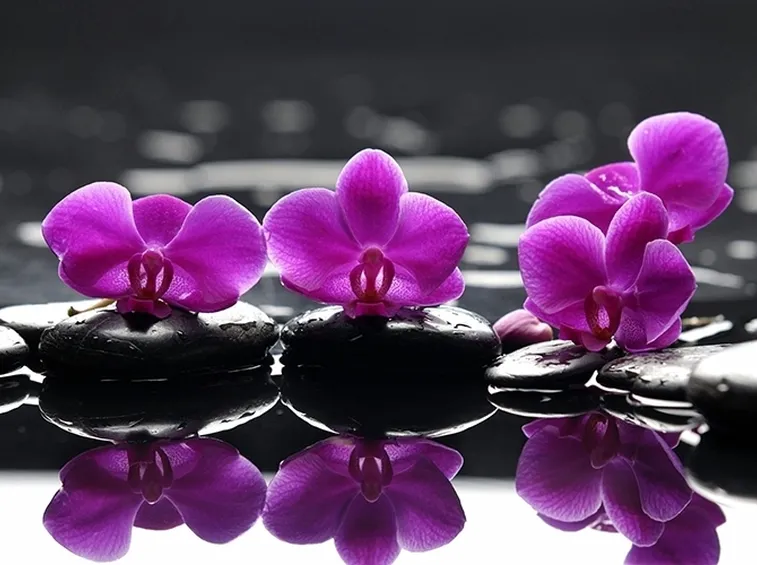Orchidee acqua