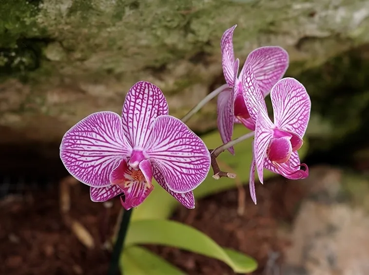 Orchidee fiore