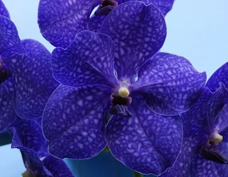 Orchidee Vanda blu
