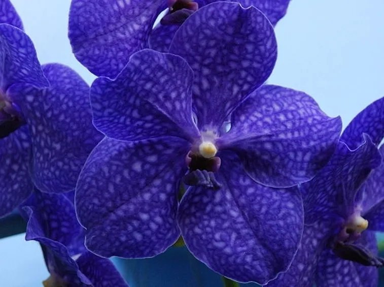 Orchidee Vanda blu