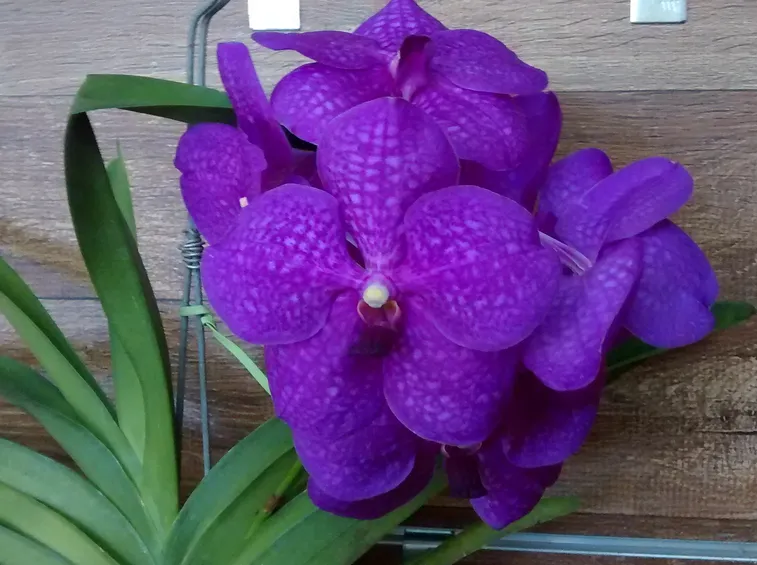 Piante di Orchidee Vanda