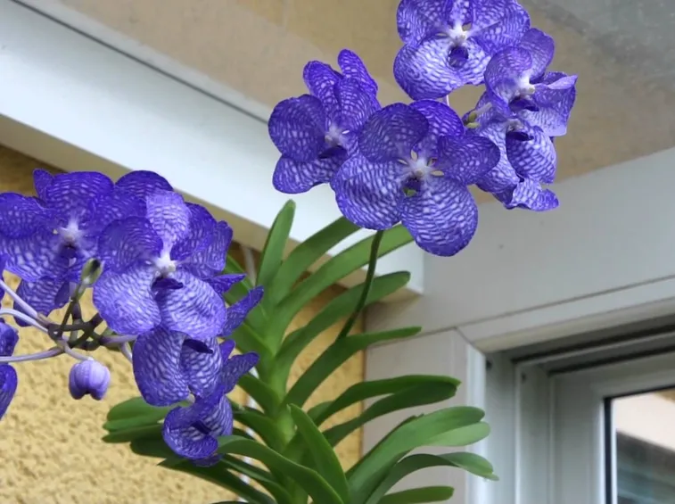 Fiori orchidee vanda