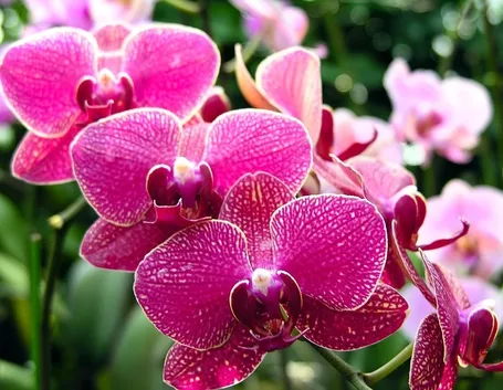 Esemplare orchidea