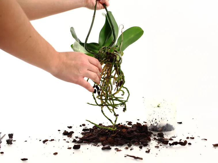Rinvaso orchidee
