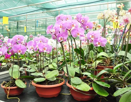 Esempio di serra per orchidee