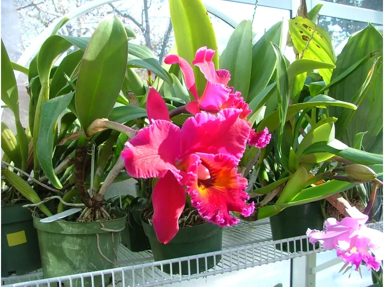 Coltivazione orchidee in serra