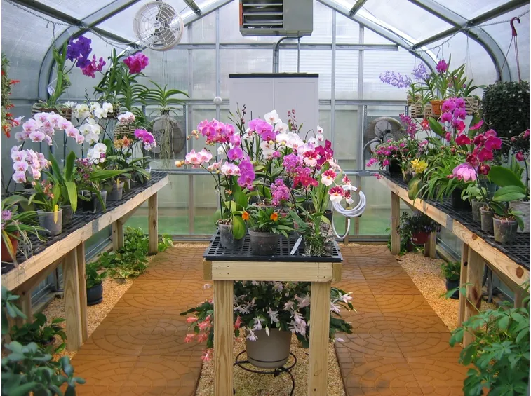 serra per orchidee