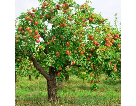 piante da frutto