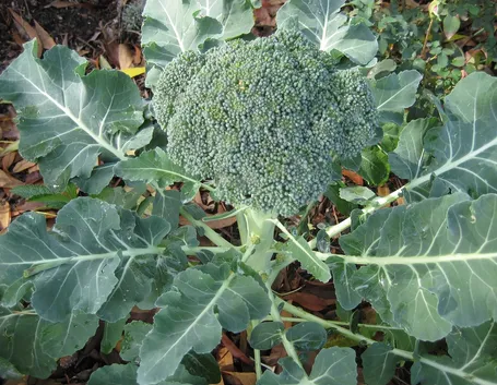 Coltivare broccoli giardino