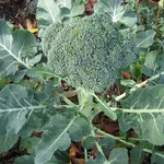 Coltivare broccoli giardino