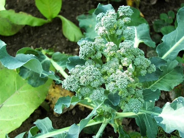 Pianta broccolo