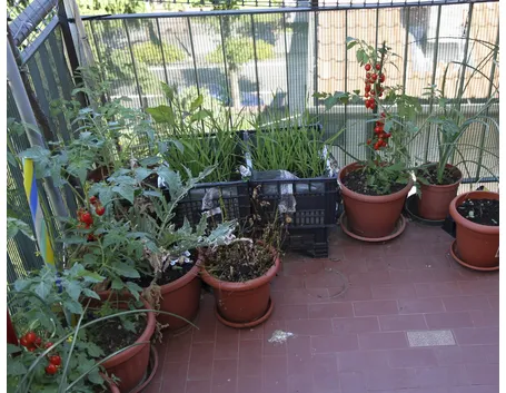 Orto sul balcone