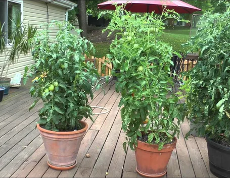 Pomodori in vaso