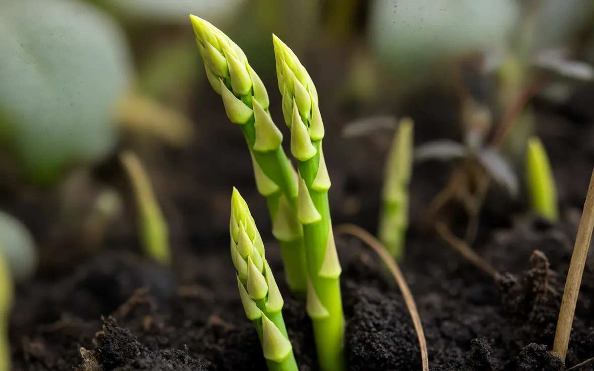 Asparagi coltivati a terra