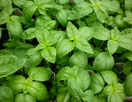 Piante di basilico