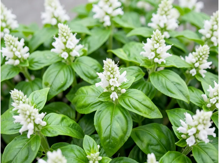 Sommità fiorite di basilico