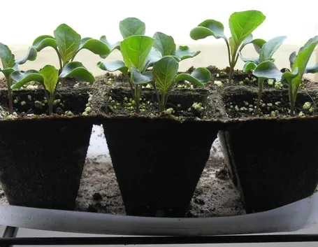 Piccoli cavolfiori semenzaio