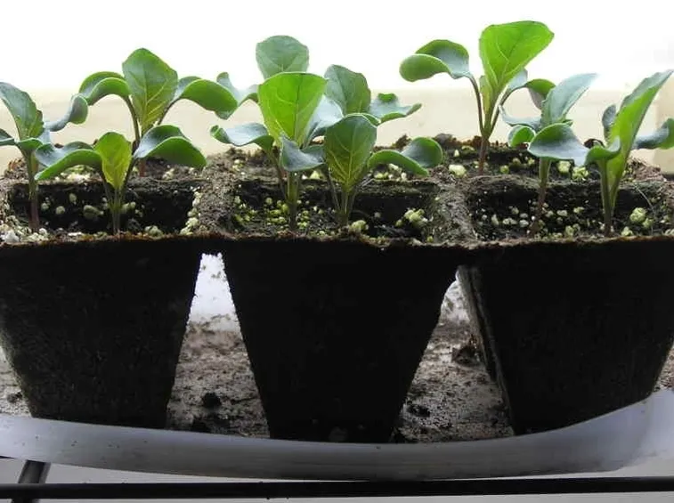 Piccoli cavolfiori semenzaio