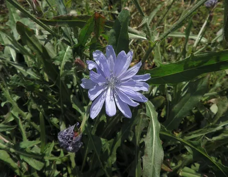 Fiore di cicoria